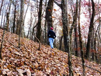 Rear view of person with umbrella in forest during autumn
