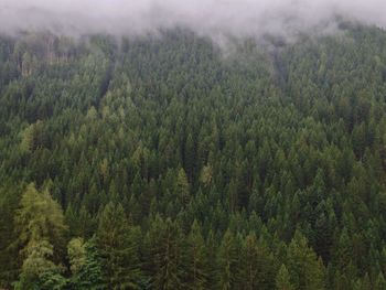 Pine trees in forest against sky