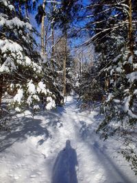 Trees in forest