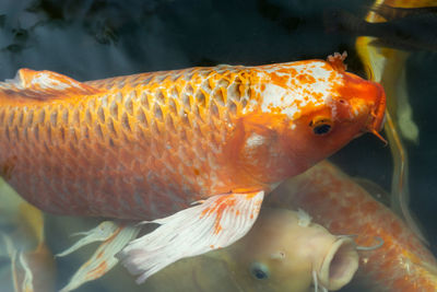 Close-up of fish swimming in sea