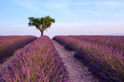 Scenic view of flowering plants on field against sky