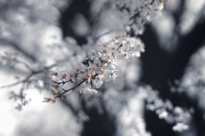 White cherry blossom