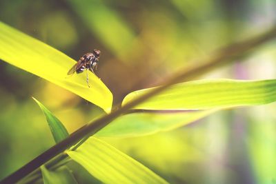 Close-up of insect on leaf