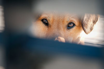 Close-up portrait of dog