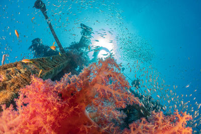 Coral reef and water plants in the red sea, eilat israel