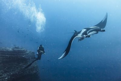 Fish swimming in sea