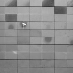 High angle view of bird on wall