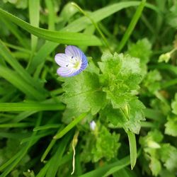 Close-up of purple flower growing on plant