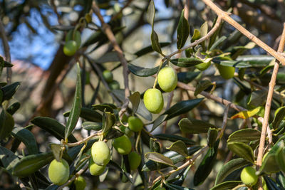 Close-up of fruits growing on tree