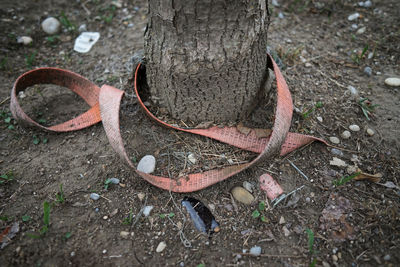 High angle view of plant on field