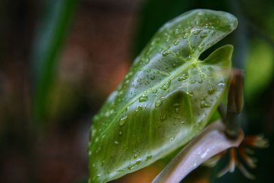 Close-up of water drops on leaf