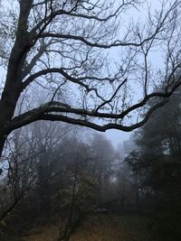 Bare trees in forest against sky