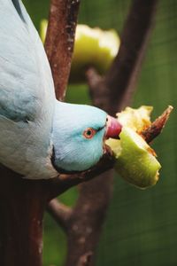 Close-up of insect on white background