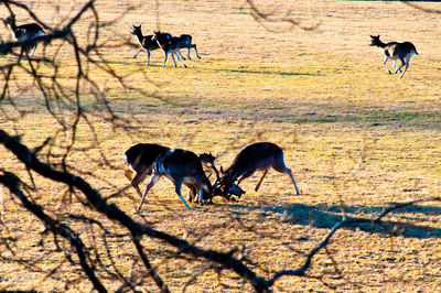 Horses running on field