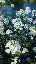 Close-up of white flowers