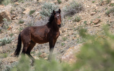 horse