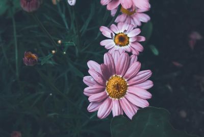 Close-up of pink flowering plants on field