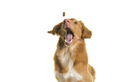 Close-up of a dog over white background