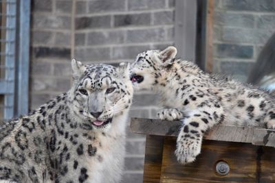 Portrait of cat relaxing in zoo