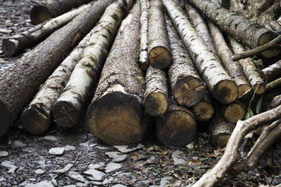 Stack of logs in forest