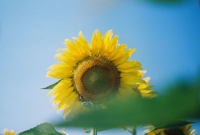 Close-up of yellow sunflower against sky