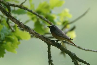 Close-up of bird perching on branch