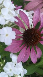 Close-up of white flowers blooming outdoors