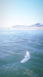 Seagull swimming in sea against clear sky