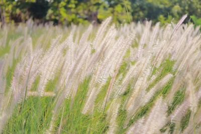 Close-up of stalks in field