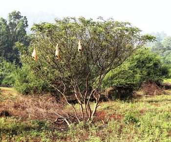 Plants and trees against sky