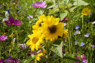 Close-up of yellow cosmos flowers blooming on field