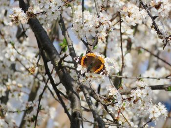 Cherry blossoms in spring