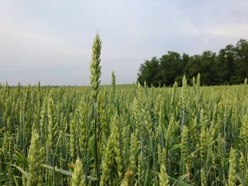 Crops growing on farm against sky