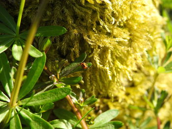 Close-up of plant