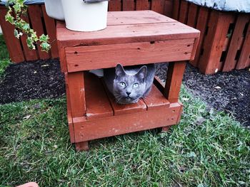 High angle portrait of a cat in yard