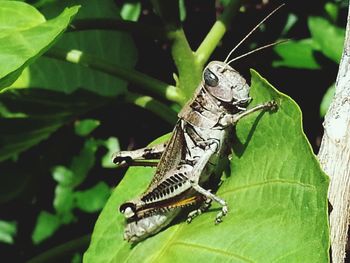 Close-up of insect on plant