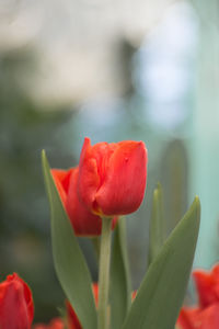 Close-up of red tulip