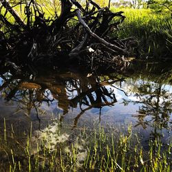 Reflection of tree in lake