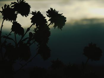 Low angle view of silhouette trees against sky