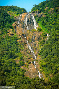 High angle view of trees on mountain