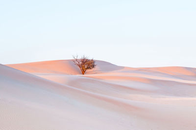 White sand dune and lone tree in al wathba desert in evening. abu dhabi. uae