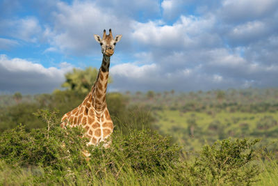 Baringo giraffe, giraffa camelopardalis, murchison falls national park, uganda