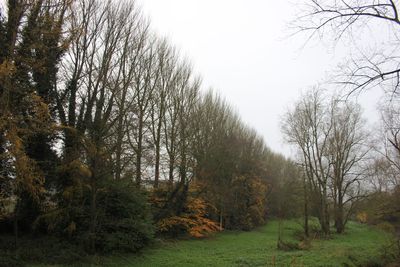 Trees in forest against sky