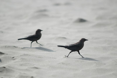 Close-up of bird perching outdoors