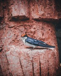 Close-up of bird perching on stone wall