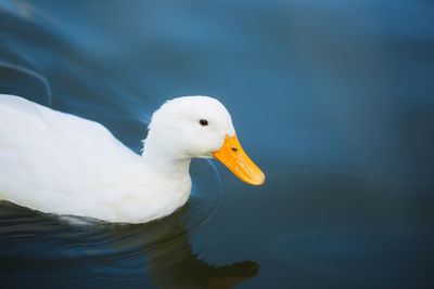 Close-up of duck swimming in lake