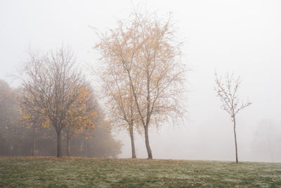 Trees on field against sky during foggy weather