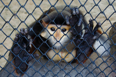 Portrait of monkey in cage at zoo