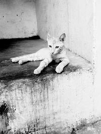 Portrait of cat lying on floor