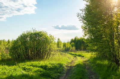 Trees on field against sky